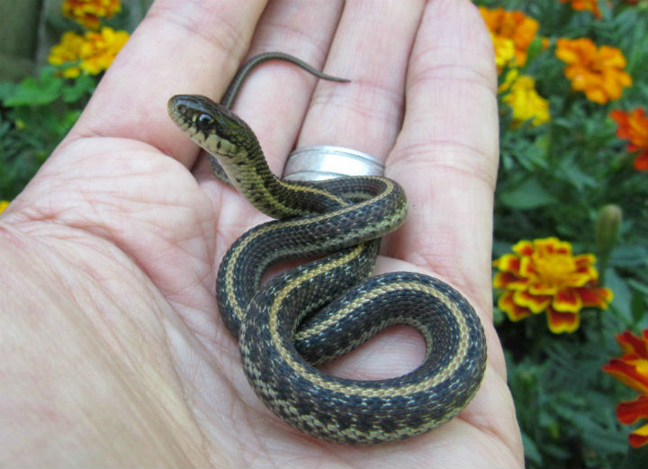 Coast Garter Snake